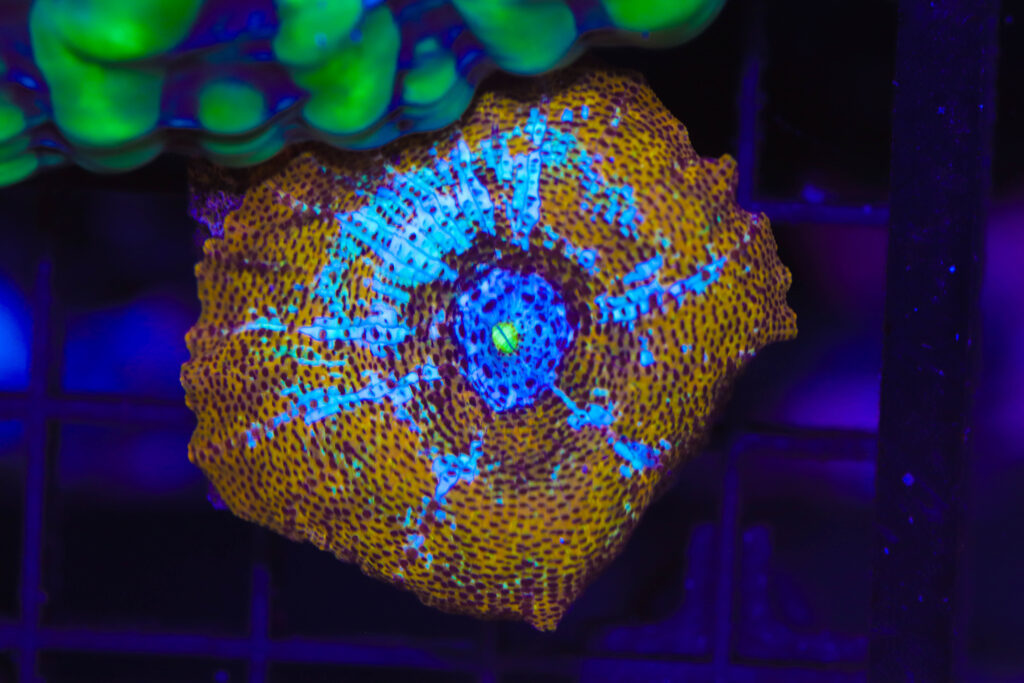 Frag Box Corals