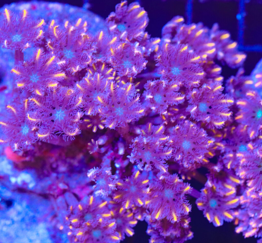 Frag Box Corals