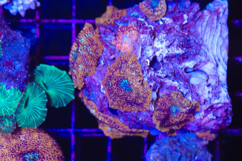 Frag Box Corals