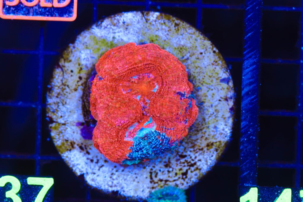 Frag Box Corals