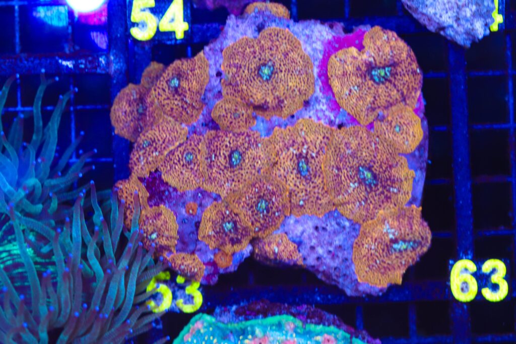 Frag Box Corals