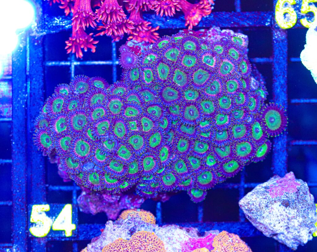 Frag Box Corals
