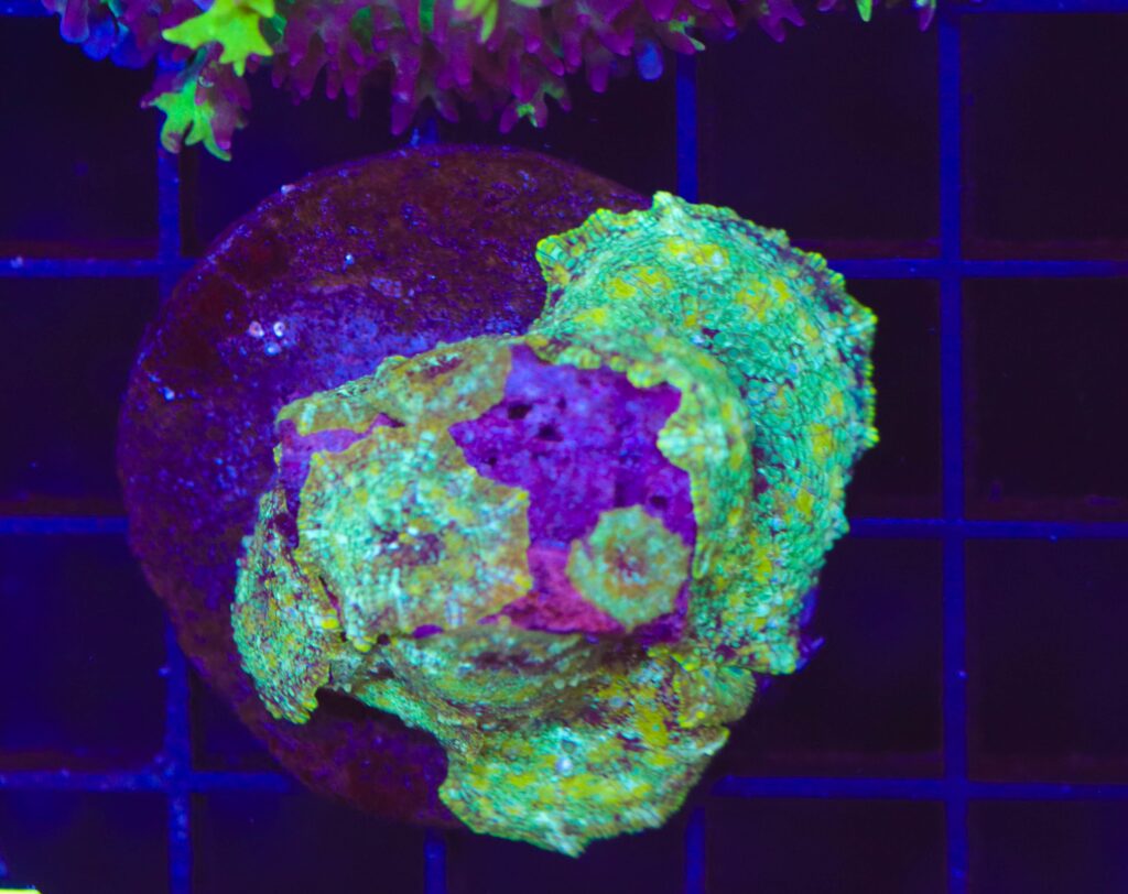 Frag Box Corals