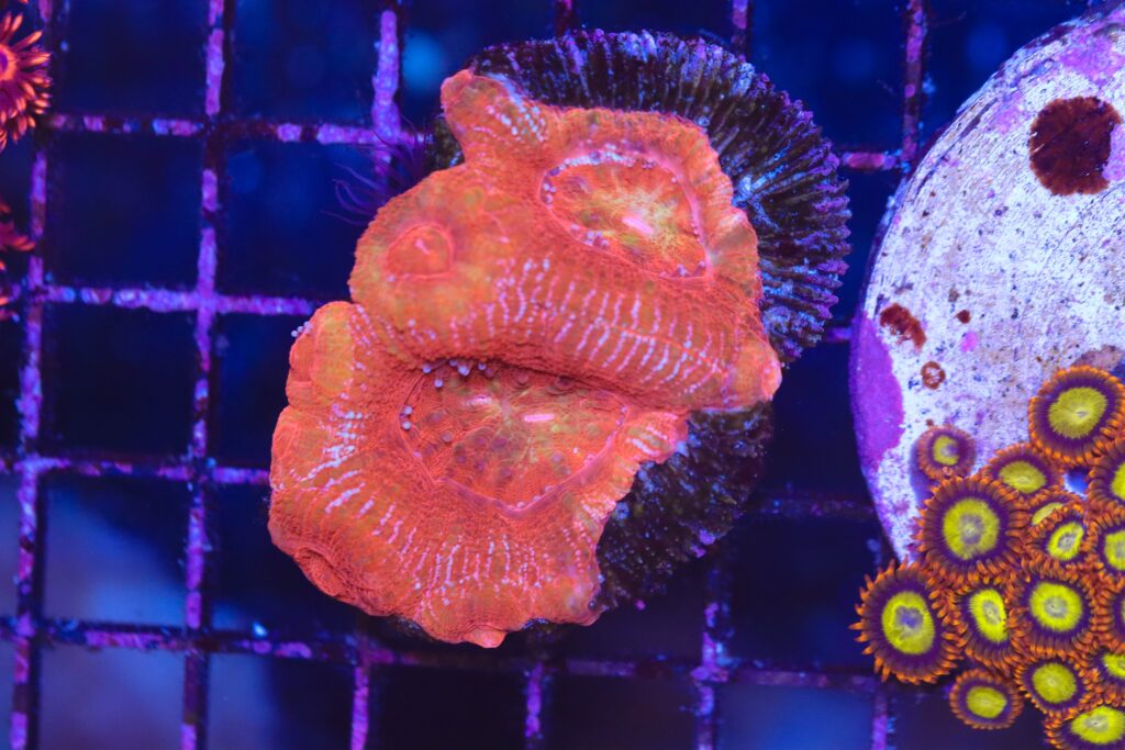 Frag Box Corals