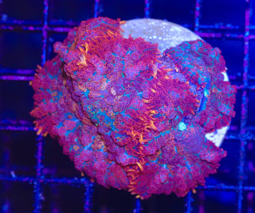 Frag Box Corals