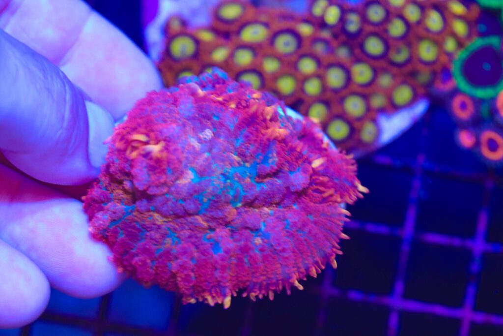 Frag Box Corals