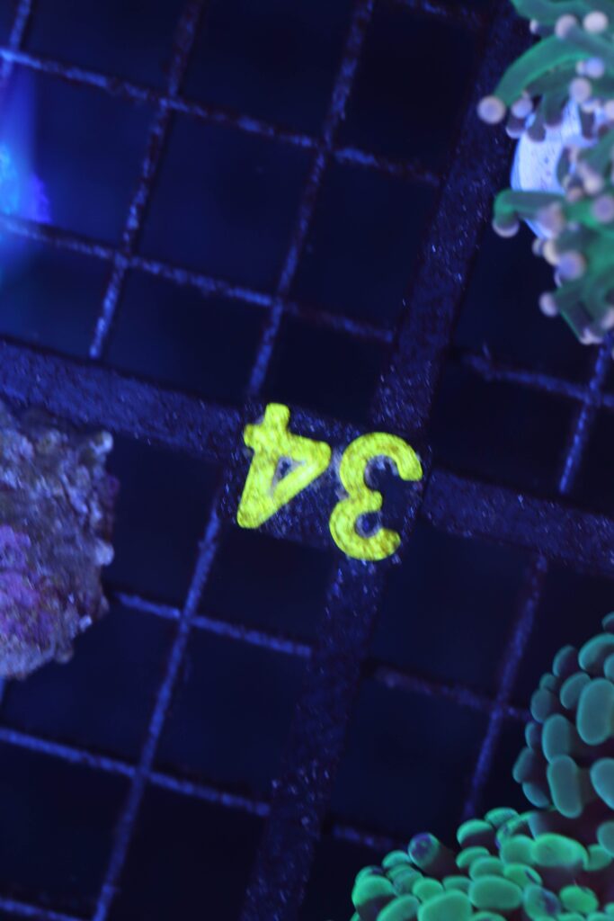 Frag Box Corals