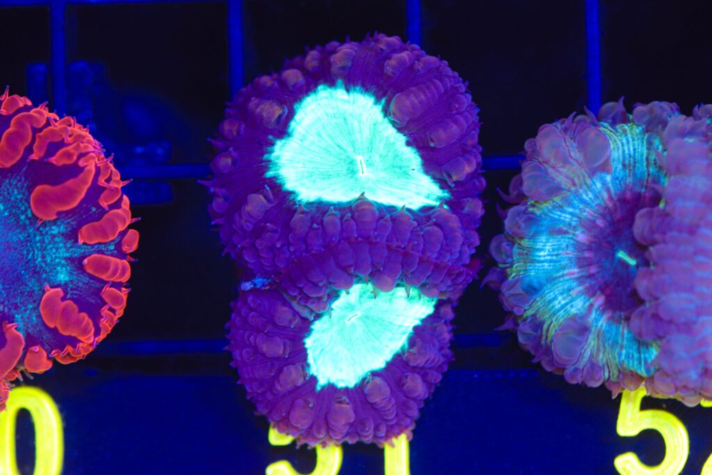 Frag Box Corals