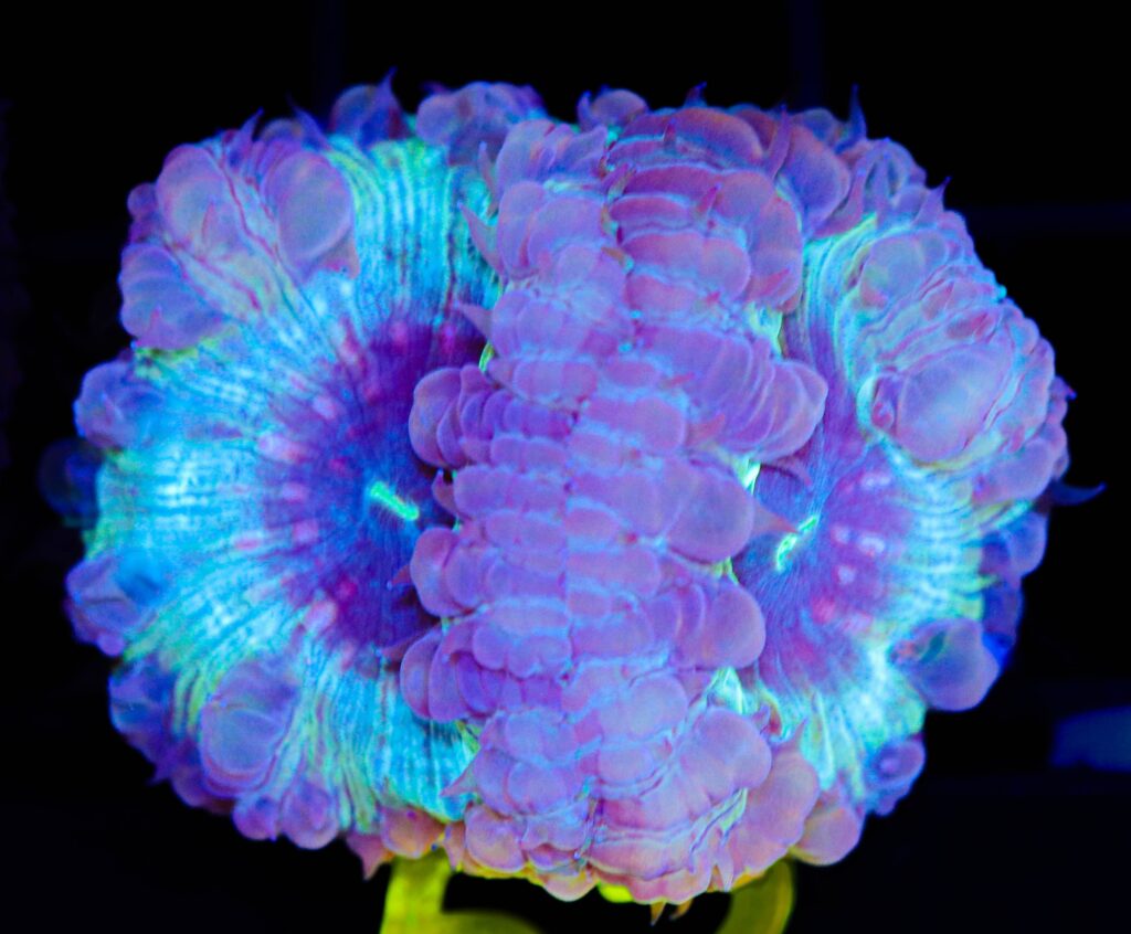 Frag Box Corals