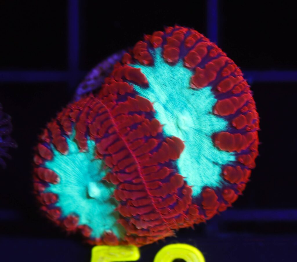 Frag Box Corals