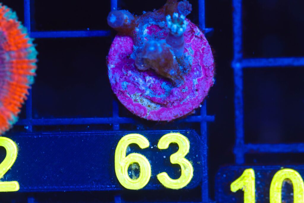 Frag Box Corals