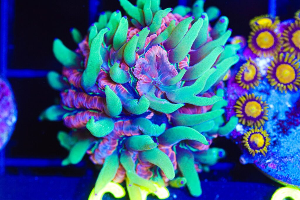 Frag Box Corals