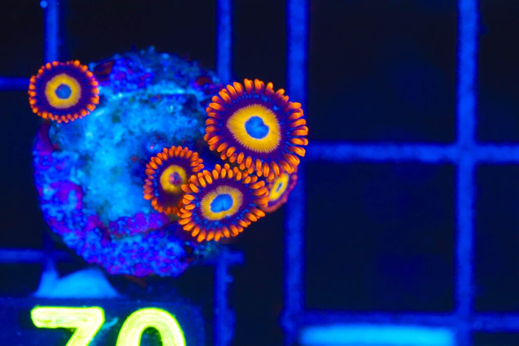 Frag Box Corals