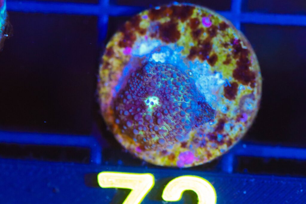 Frag Box Corals
