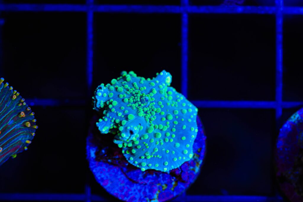 Frag Box Corals