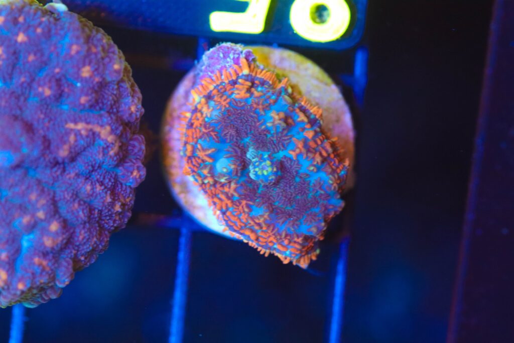 Frag Box Corals
