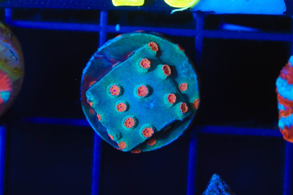 Frag Box Corals
