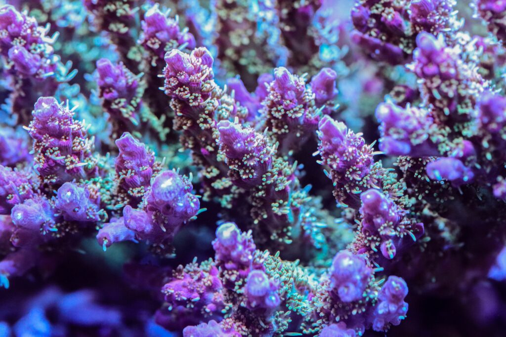 Frag Box Corals