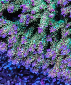Fruity Pebbles Acropora