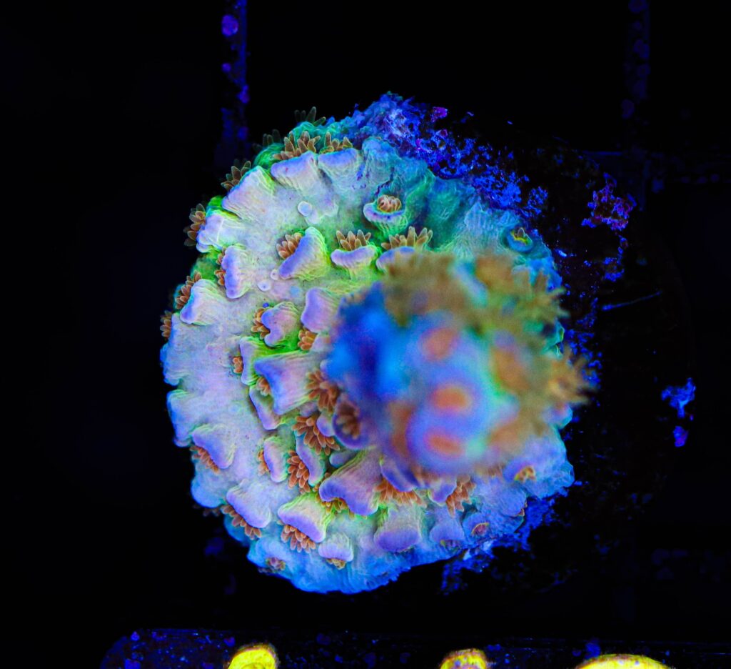 Frag Box Corals