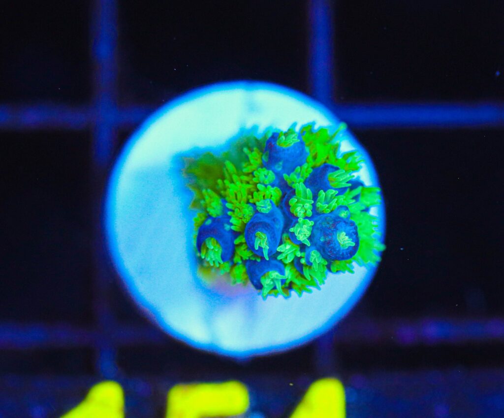 Frag Box Corals