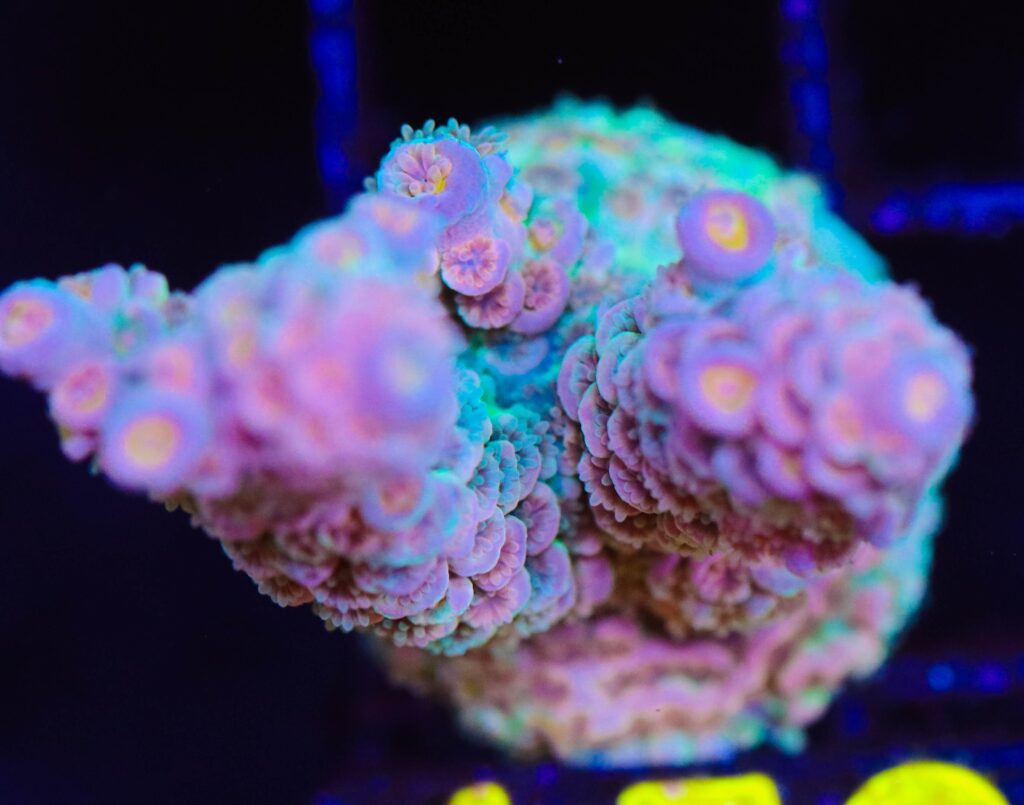 Frag Box Corals