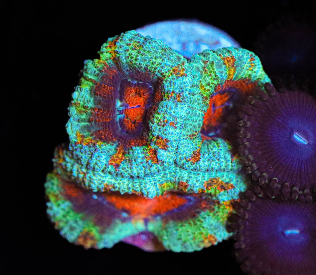 Frag Box Corals