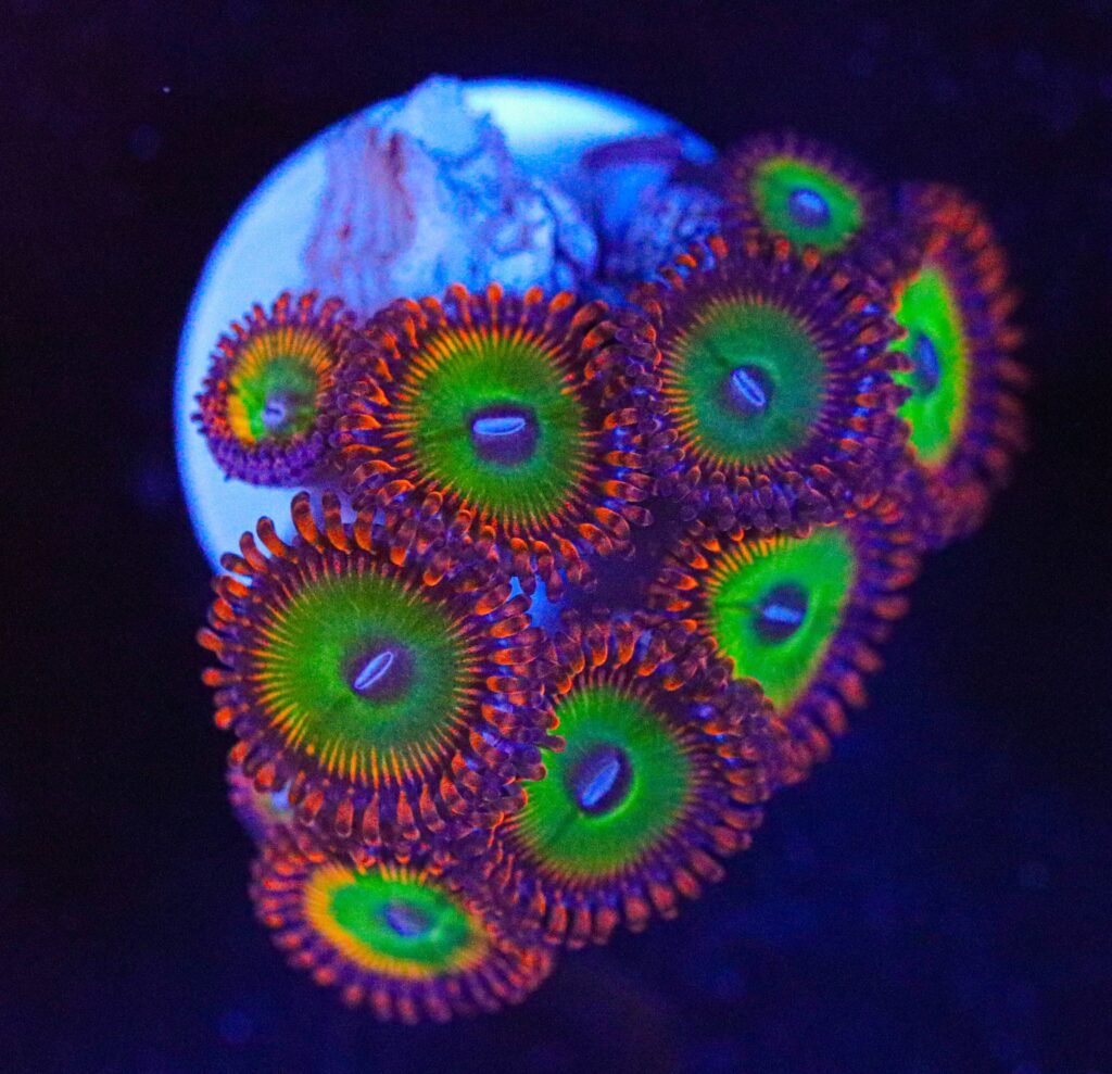 Frag Box Corals