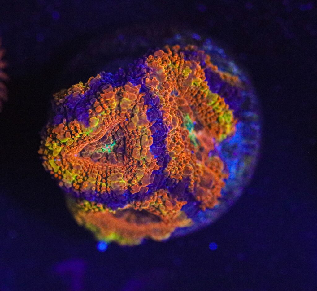 Frag Box Corals