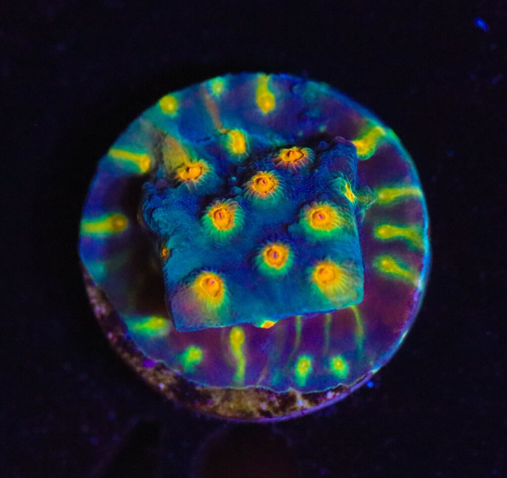 Frag Box Corals