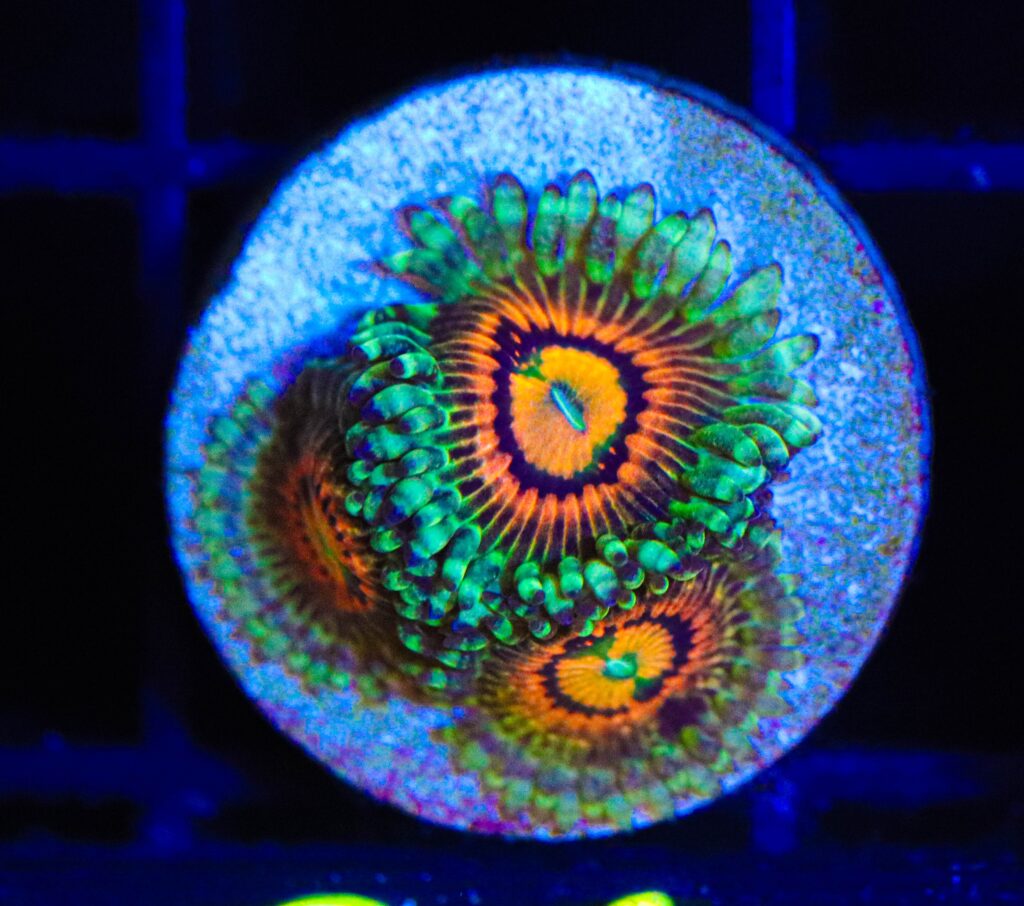 Frag Box Corals