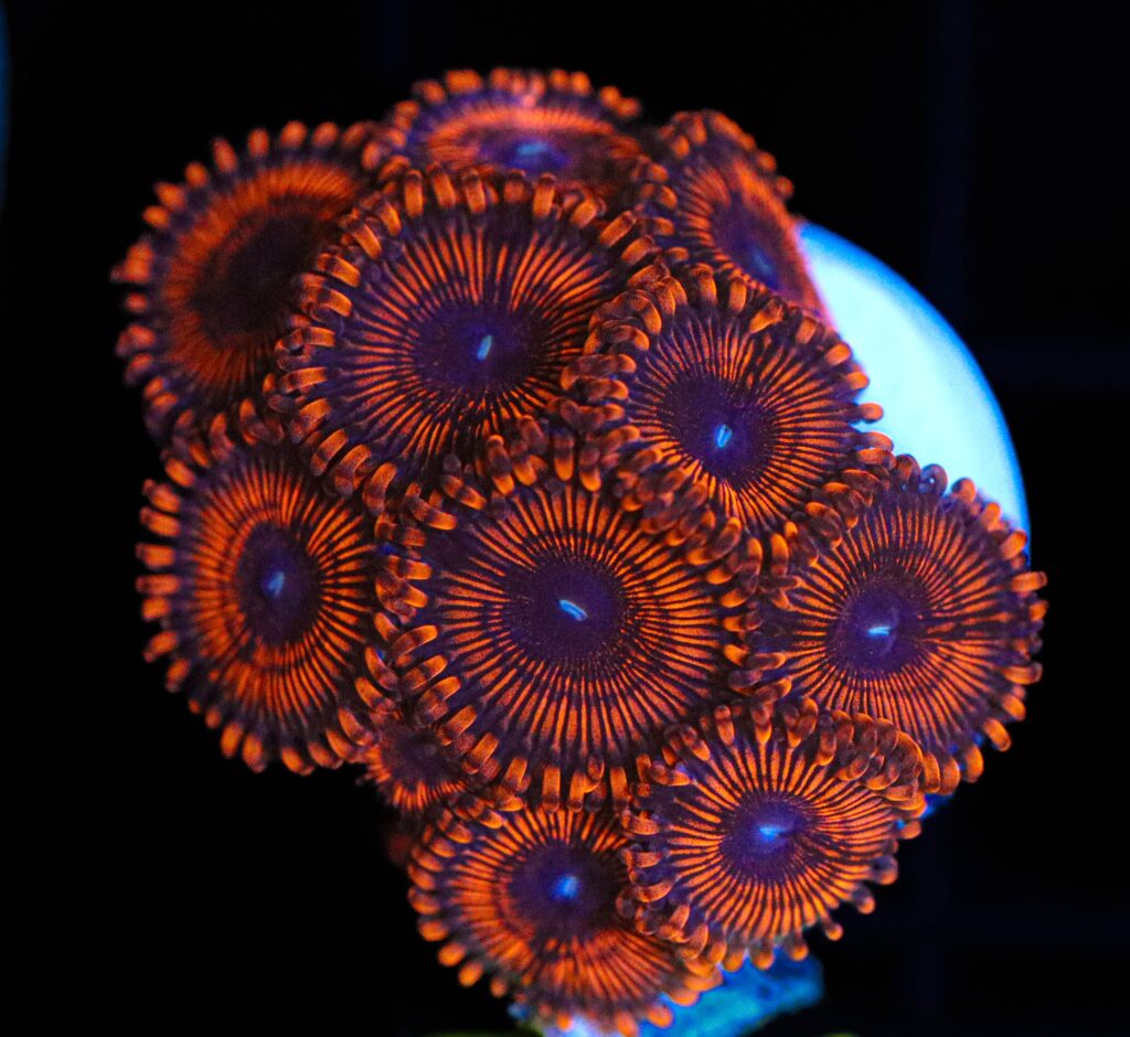 Frag Box Corals