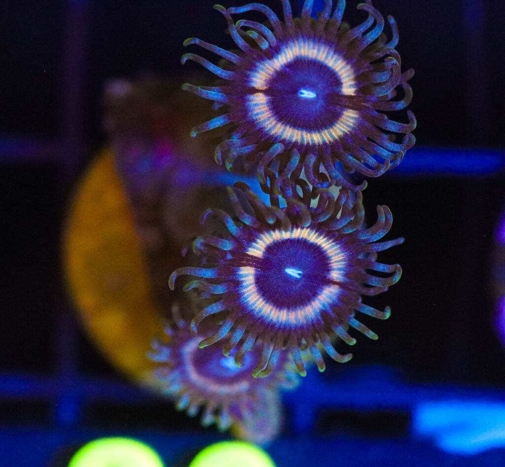 Frag Box Corals