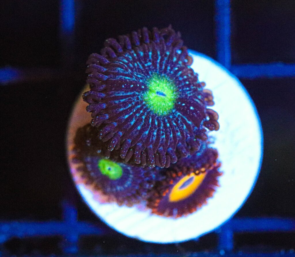 Frag Box Corals