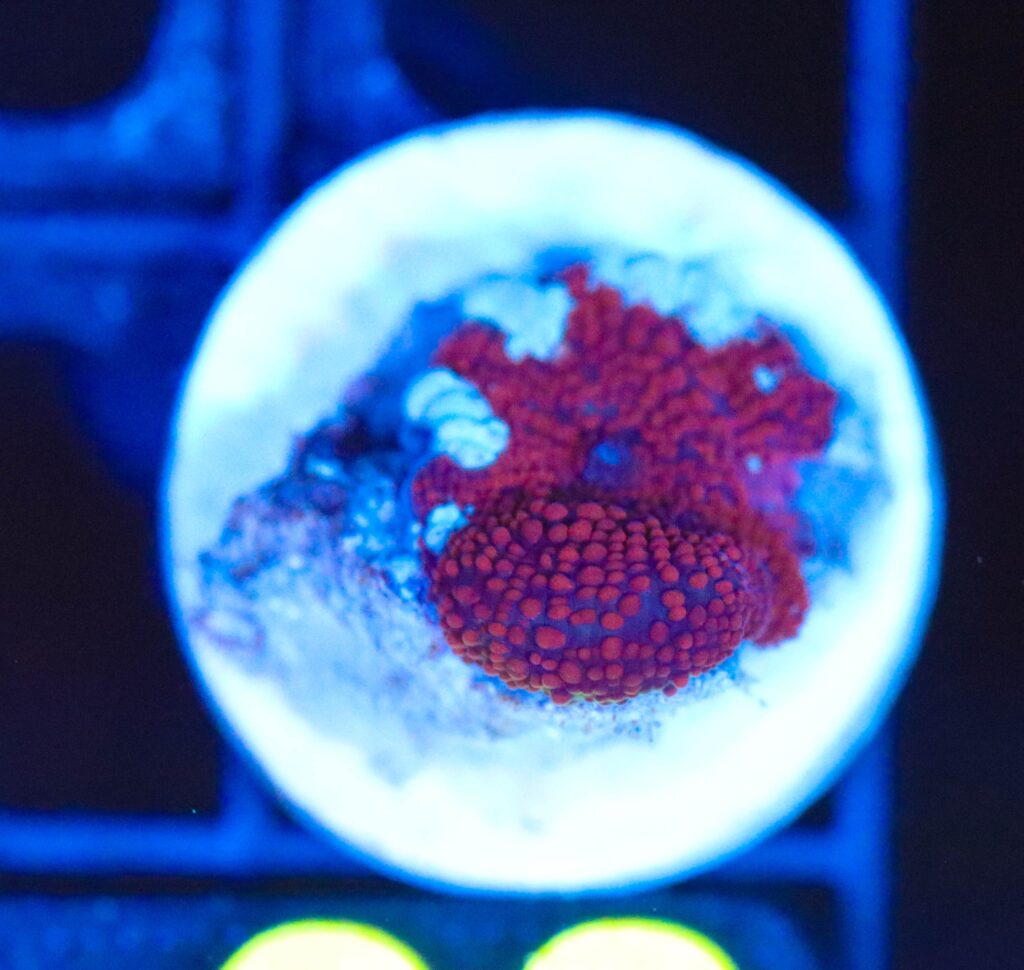Frag Box Corals