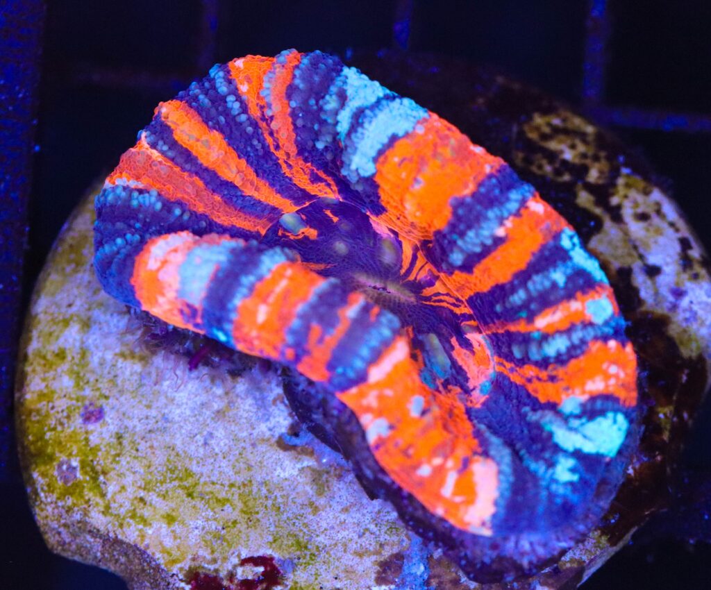 Frag Box Corals