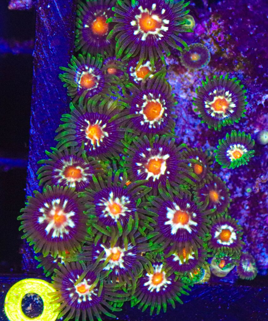 Frag Box Corals