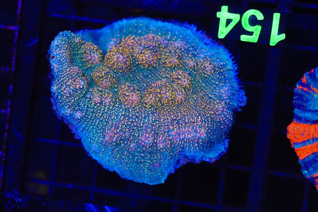 Frag Box Corals