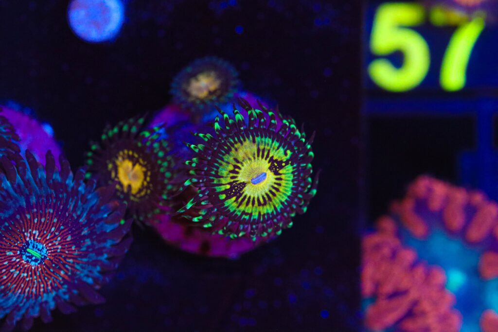Frag Box Corals