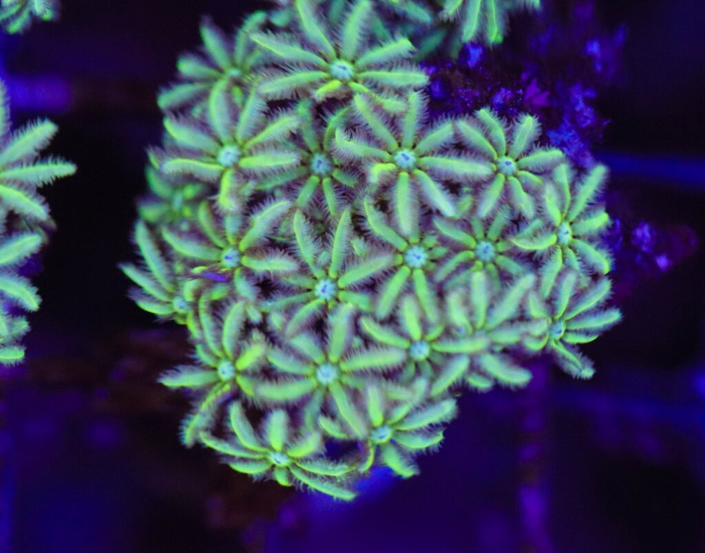 Frag Box Corals
