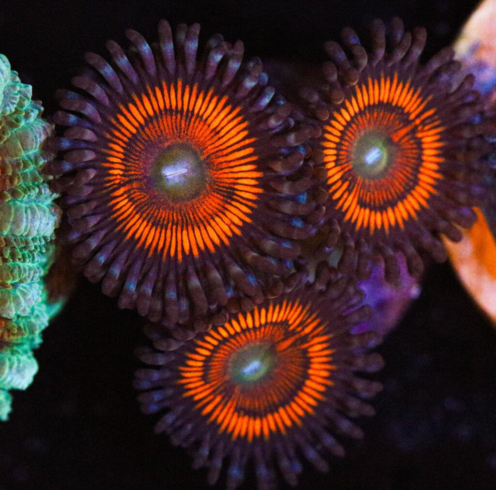 Frag Box Corals