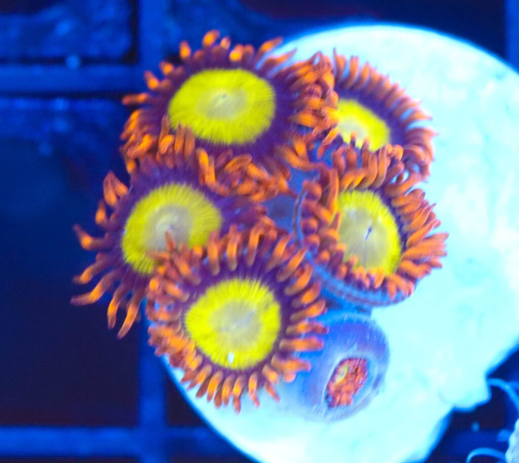 Frag Box Corals