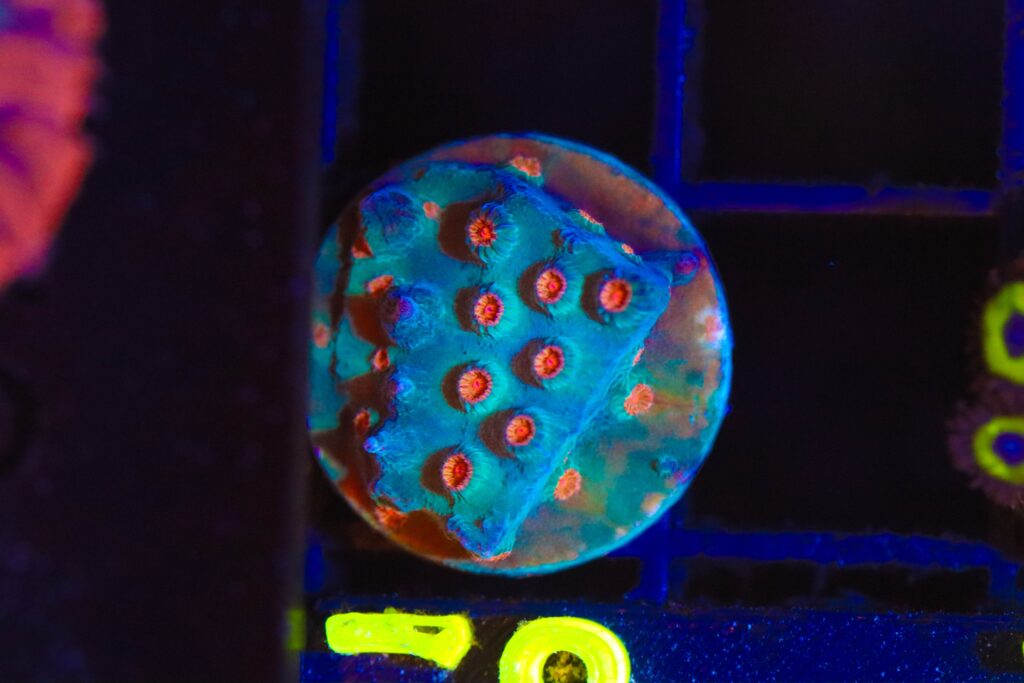 Frag Box Corals