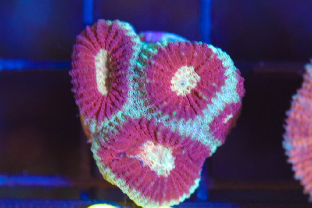 Frag Box Corals