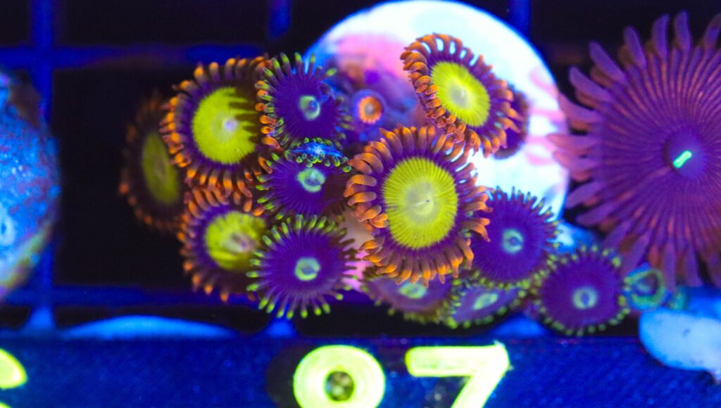 Frag Box Corals