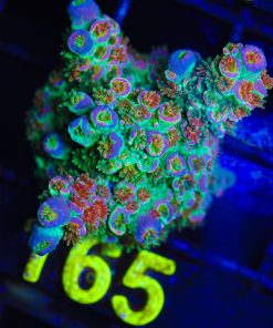JF Home Wrecker Acropora Frag