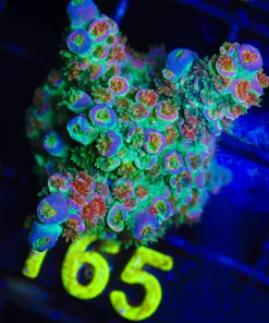 JF Home Wrecker Acropora Frag