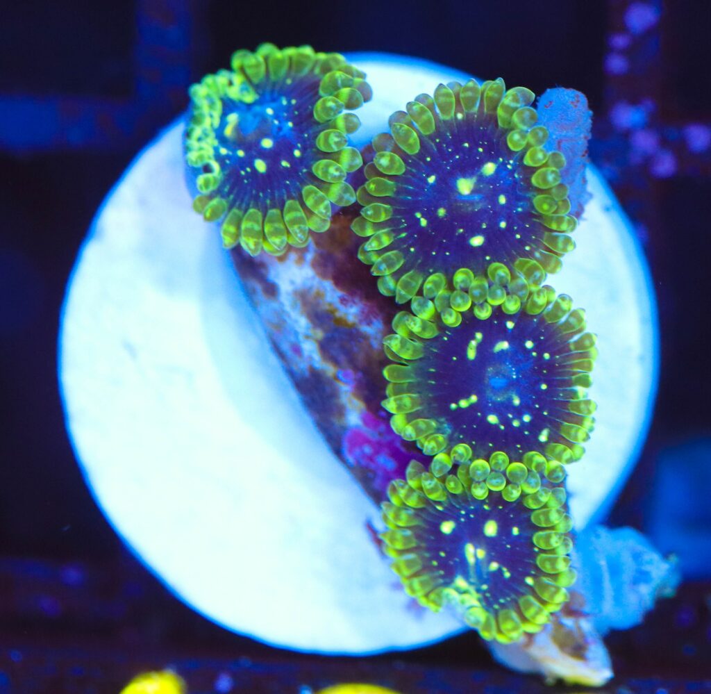 Frag Box Corals