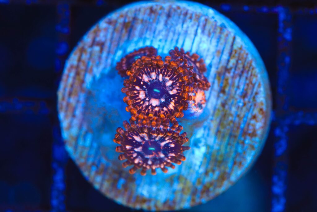 Frag Box Corals