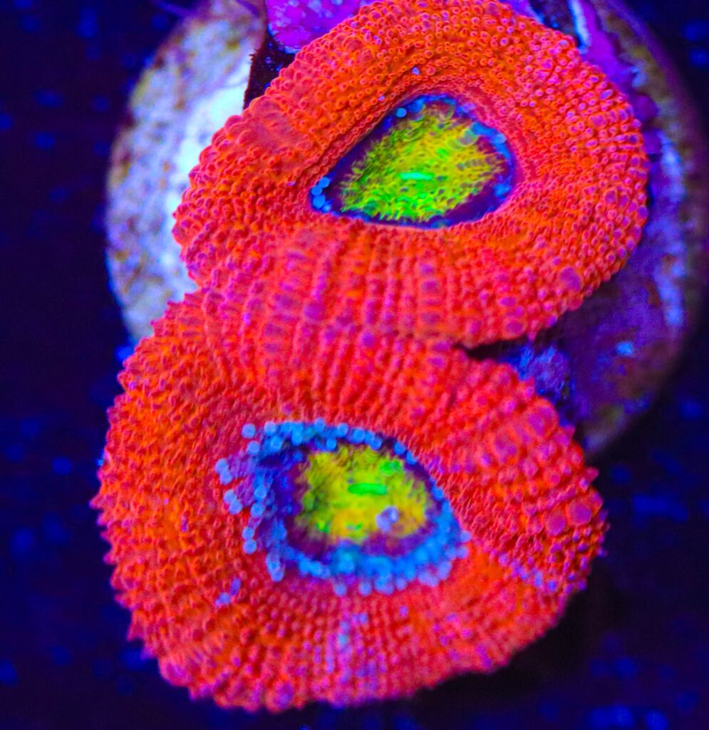 Frag Box Corals